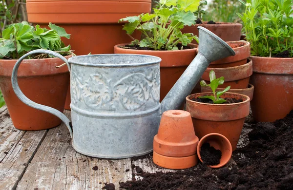 Flowerpots — Stock Photo, Image