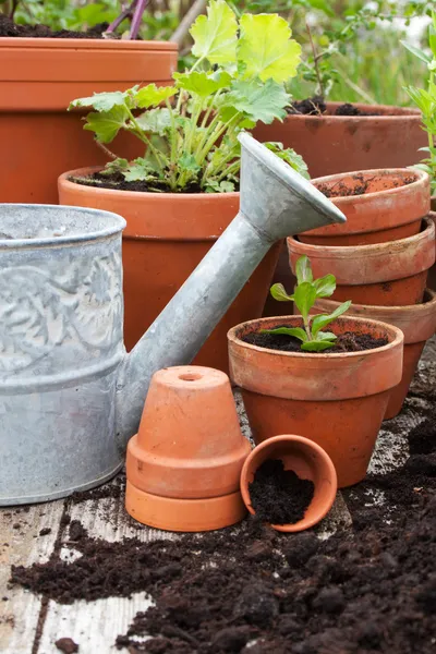 Flowerpots — Stock Photo, Image