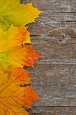 akçaağaç yaprakları