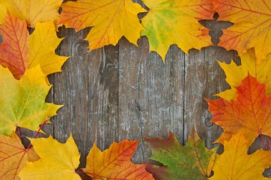 akçaağaç yaprakları