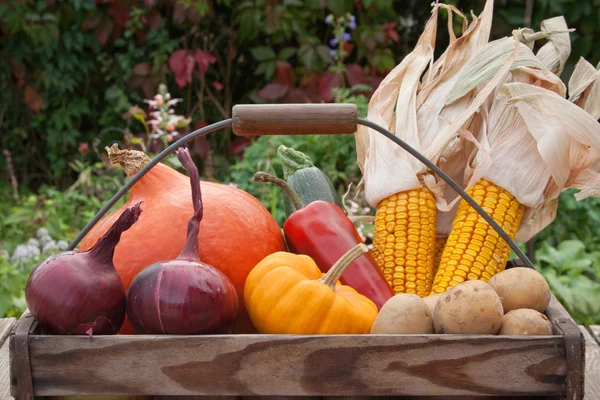 Vegetables — Stock Photo, Image