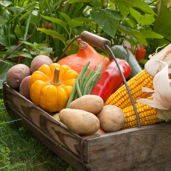 Produtos hortícolas — Fotografia de Stock