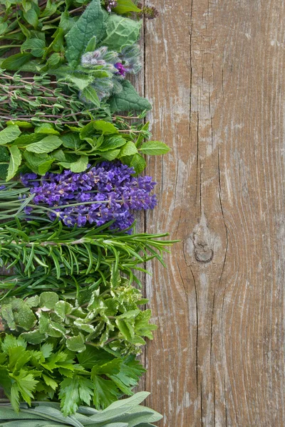 Ervas aromáticas frescas — Fotografia de Stock