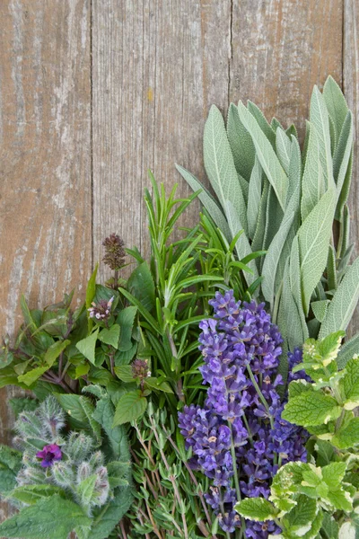 Fresh herbs — Stock Photo, Image