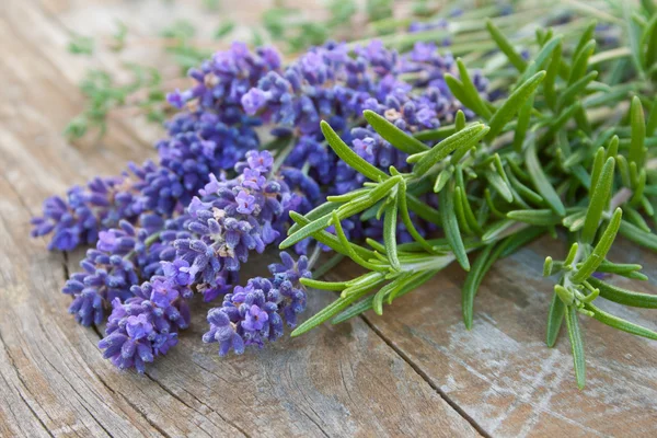 Lavender — Stock Photo, Image