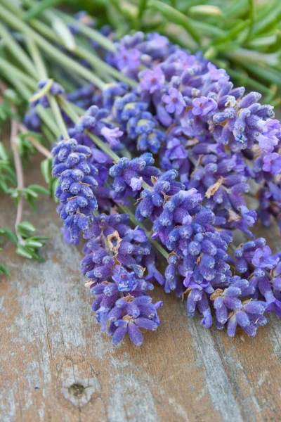 Lavanda — Fotografia de Stock