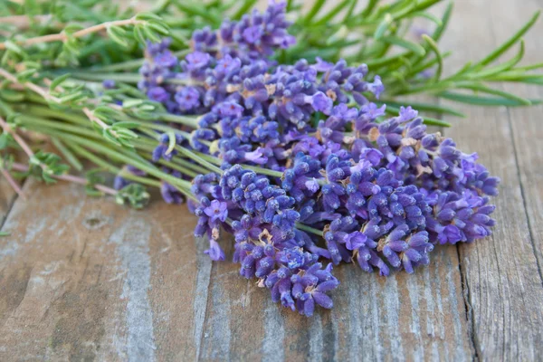 Lavanda — Fotografia de Stock