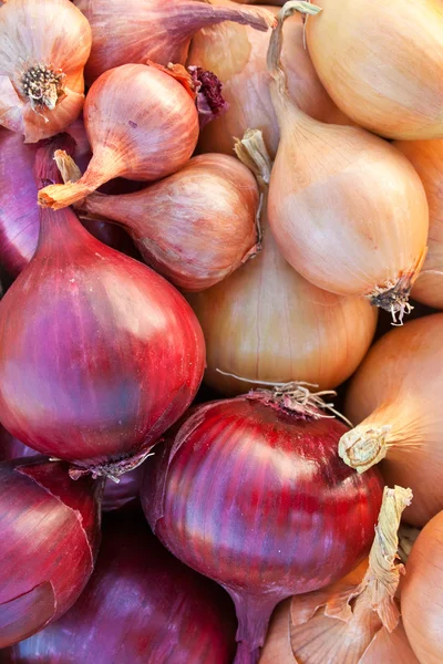 Cebollas — Foto de Stock