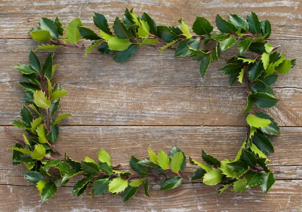 Holly branches — Stock Photo, Image
