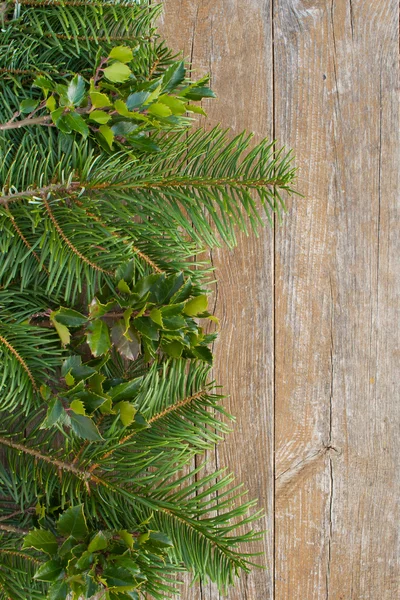 Gran och holly — Stockfoto