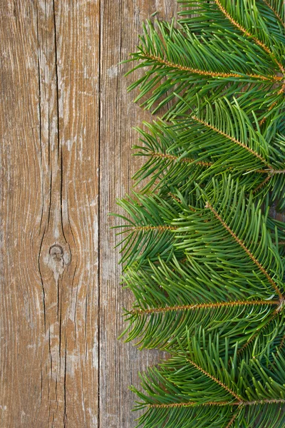 Fir branch — Stock Photo, Image