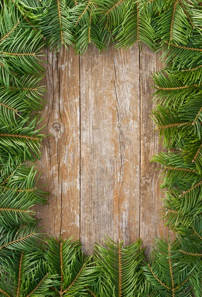 Fir branch — Stock Photo, Image