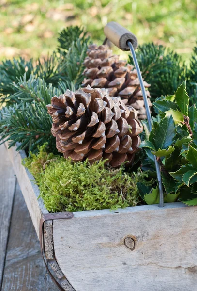 Cones de pinheiro — Fotografia de Stock