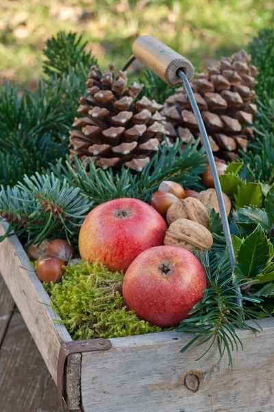 Fruits and fir — Stock Photo, Image