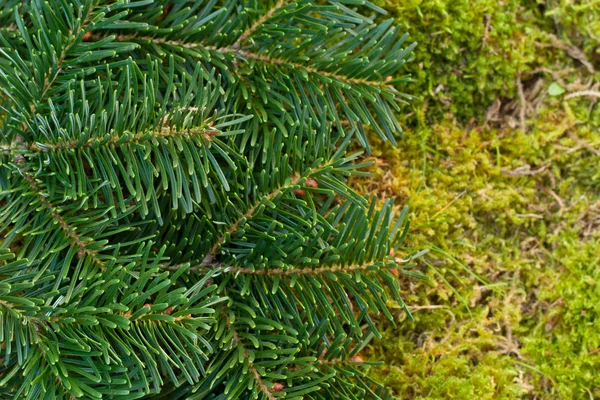 Fir and moss — Stock Photo, Image