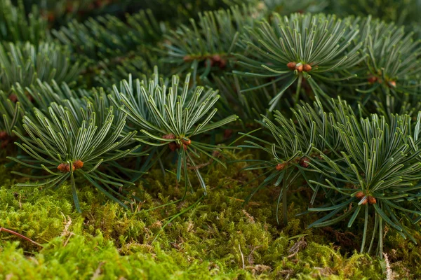 Fir and moss — Stock Photo, Image