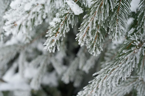 Winter — Stockfoto