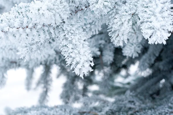 Vinter — Stockfoto