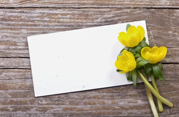 Gele bloesem — Stockfoto