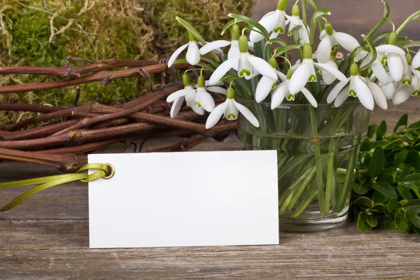 Schneeglöckchen — Stockfoto