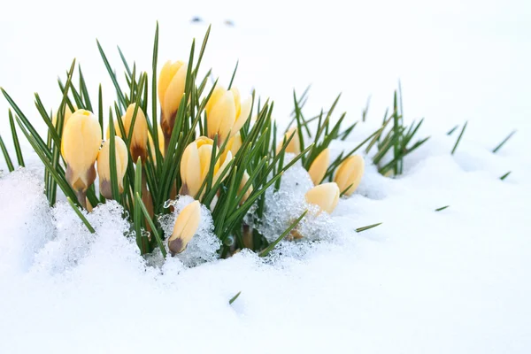 Gelbe Krokusse — Stockfoto