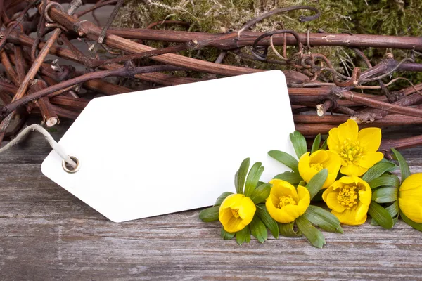 Gula blommor — Stockfoto