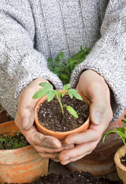 Planta de tomate — Fotografie, imagine de stoc