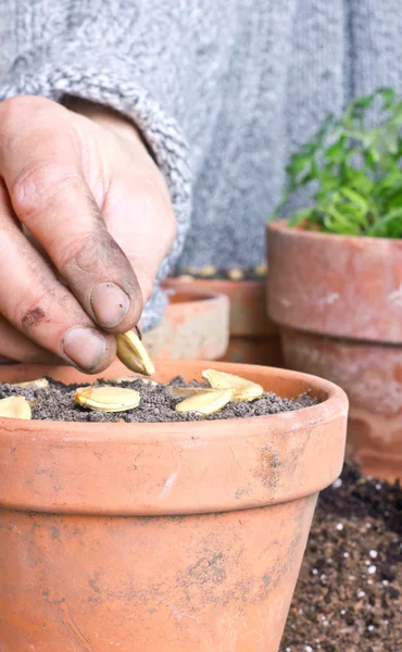 Seeding — Stock Photo, Image