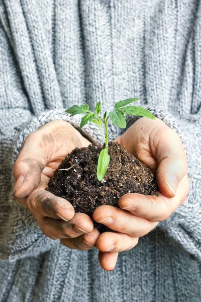 Planta de tomate — Fotografie, imagine de stoc