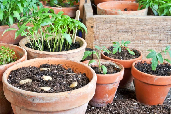 Gartenarbeit — Stockfoto