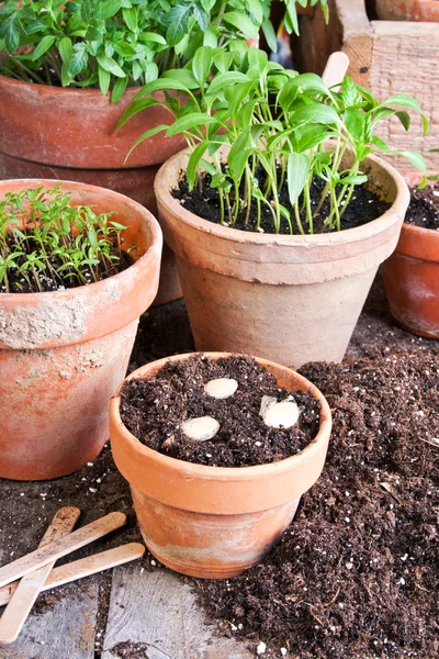 Gartenarbeit — Stockfoto