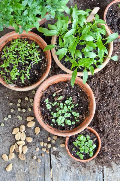 Gartenarbeit — Stockfoto