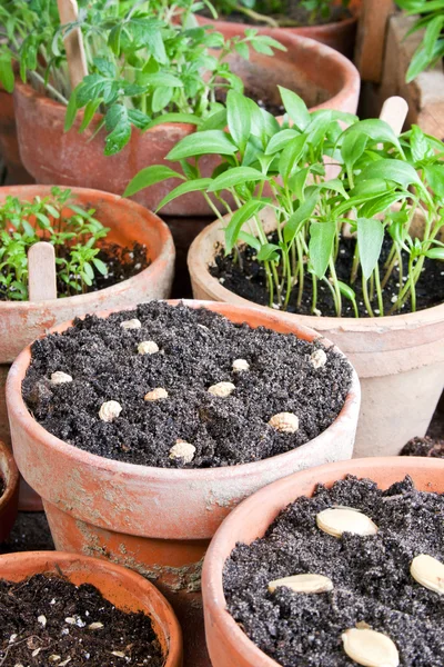 Gartenarbeit — Stockfoto