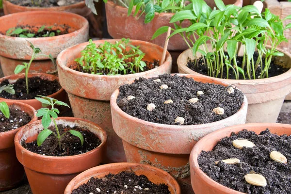 Gartenarbeit — Stockfoto