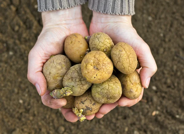 Patatas de semillas — Foto de Stock