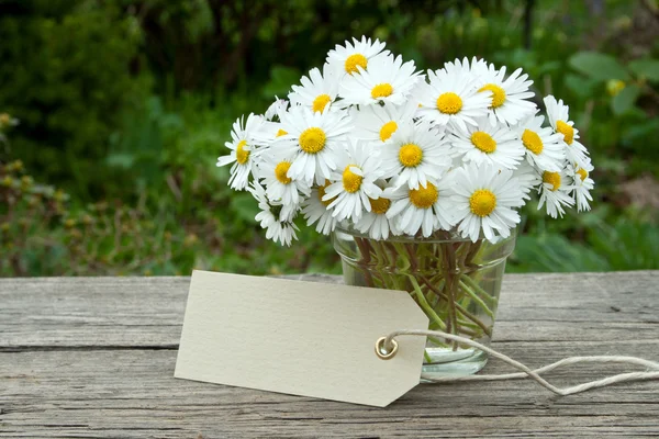 Daisies — Stock Photo, Image