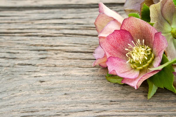 Pink flowers — Stock Photo, Image