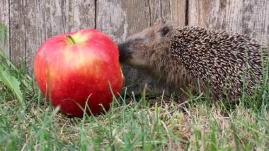 Igel.