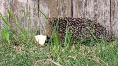 Igel.