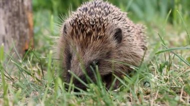 Igel.