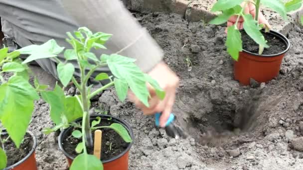 Gartenarbeit — Stockvideo