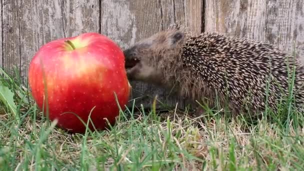 Igel. — Vídeo de Stock