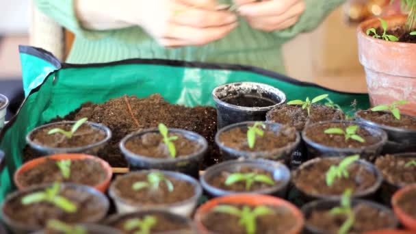 Plantación — Vídeo de stock