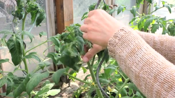 Gartenarbeit — Stockvideo