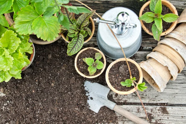 Berkebun — Stok Foto