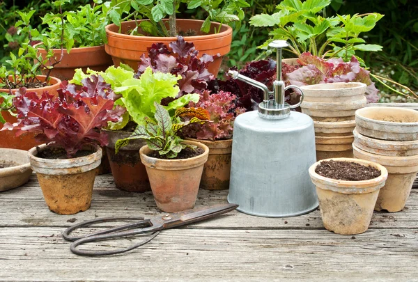 Gardening — Stock Photo, Image