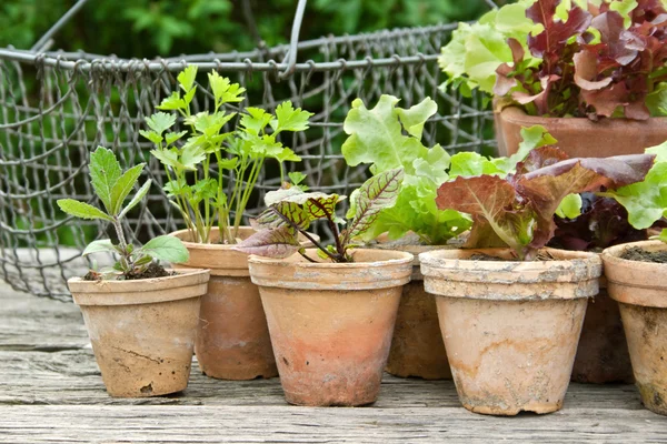 Plant potten — Stockfoto