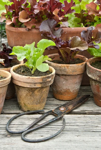 Panelas de plantas — Fotografia de Stock