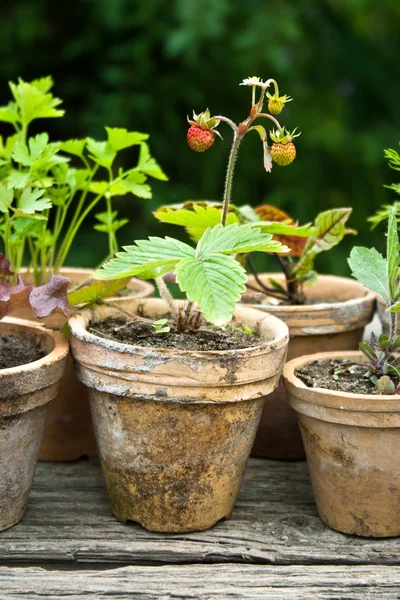 Plant potten — Stockfoto