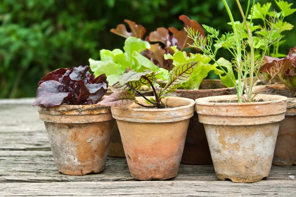 Salat — Stockfoto